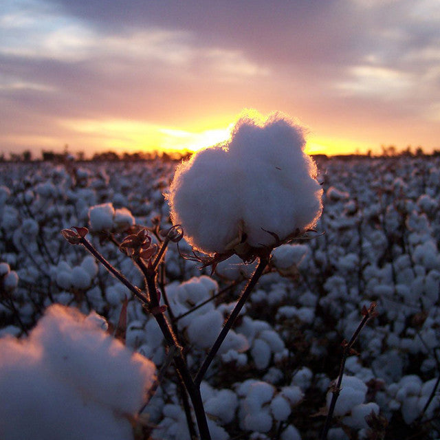 Sustainable Fashion | The Australian Cotton Industry